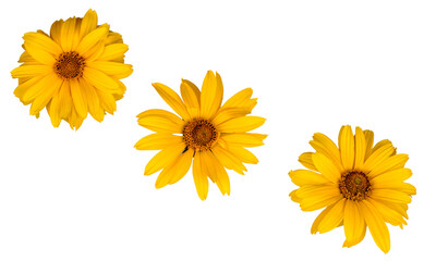 Yellow flowers isolated on white, top view