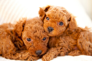 トイプードルの子犬