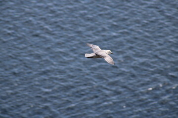 Black-legged Kittiwake (seagull) flying across the Atlantic Ocean at the coast of Iceland 