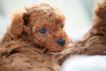 トイプードルの赤ちゃん