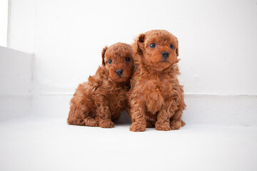 トイプードルの子犬 © Paylessimages