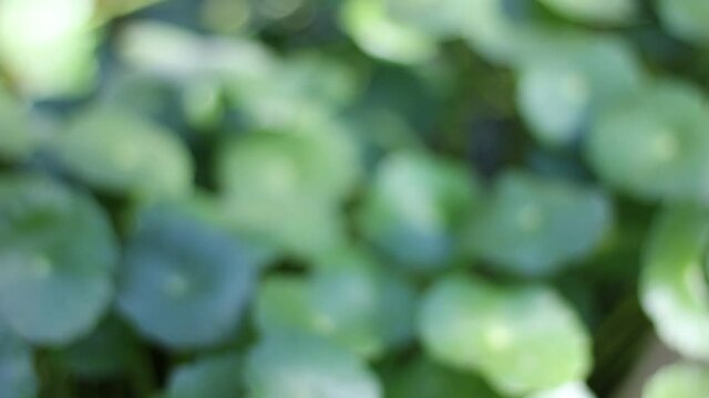 Gotu kola tree or Asiatic pennywort or Indian pennywort
