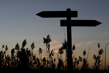 sunset in the field