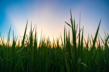 The sun shone on the fields covered with rice growing out. When the sunset in the evening.