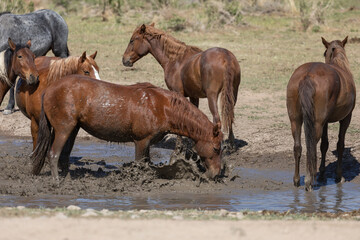 Wild Horses at a Waterhole in the Desert