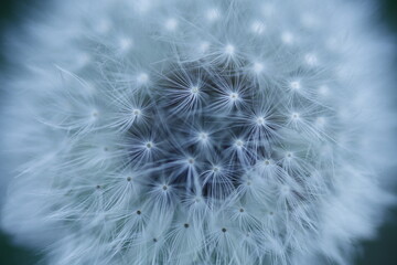 タンポポの綿毛