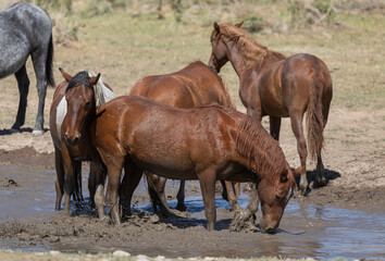 Wild Horses at a Waterhole in the Desert