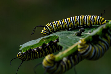 Monarch butterfly caterpillar on milkweed leaf. It is a milkweed butterfly in the family Nymphalidae and is threatened by habitat loss in the USA.