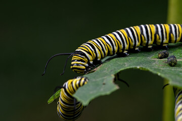 Monarch butterfly caterpillar on milkweed leaf. It is a milkweed butterfly in the family Nymphalidae and is threatened by habitat loss in the USA.