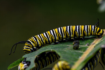 Monarch butterfly caterpillar on milkweed leaf. It is a milkweed butterfly in the family Nymphalidae and is threatened by habitat loss in the USA.