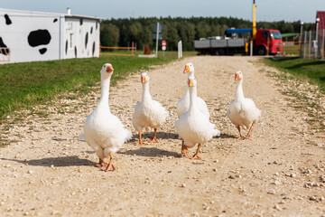 White geese are walking along the road in the village.