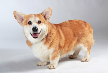 corgi on a gray background in the studio shooting