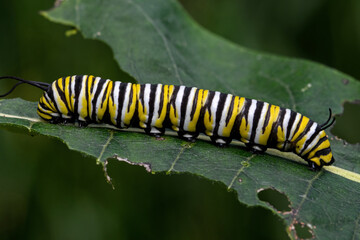 Monarch butterfly caterpillar on milkweed leaf. It is a milkweed butterfly in the family Nymphalidae and is threatened by habitat loss in the USA.