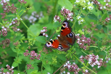 Schmetterling Tagpfauenauge in der Lüneburger Heide