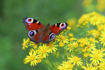 Schmetterling Tagpfauenauge in der Lüneburger Heide