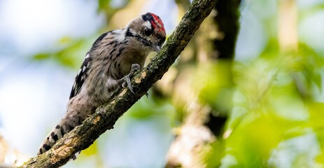 bird, natur, robin, wild lebende