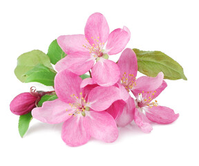 Flowers of apple isolated on white background, top view