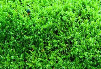 thick green fluffy moss