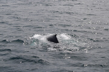 Naklejka premium Whale Watching Tour around the city of Húsavík in northern Iceland, the whale capital of the world