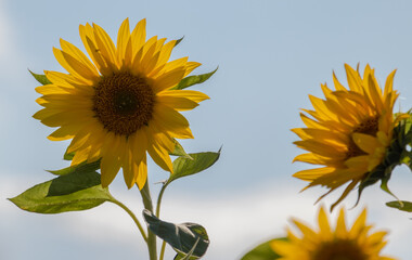 sunflower on blue sky