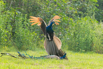 Two Indian peacocks fighting for dominance