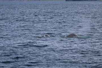Whale Watching Tour around the city of H&uacute;sav&iacute;k in northern Iceland, the whale capital of the world