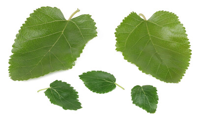 Fototapeta premium Mulberry leaves isolated on white background
