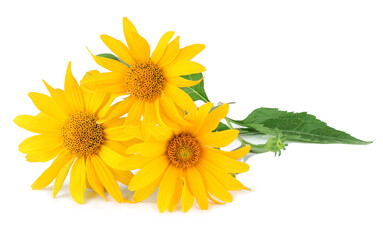 Heliopsis flower isolated on a white background