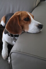 beagle