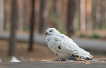 Street white dove sitting on the sidewalk