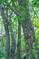 GIANT PEACOCK MOTH - GRAN PAVON o PAVON NOCTURNO (Saturnia pyri), also called the great peacock moth, giant emperor moth, or Viennese emperor, Sierra de Guadarrama, Madrid, Spain, Europe