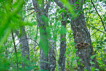 GIANT PEACOCK MOTH - GRAN PAVON o PAVON NOCTURNO (Saturnia pyri), also called the great peacock moth, giant emperor moth, or Viennese emperor, Sierra de Guadarrama, Madrid, Spain, Europe