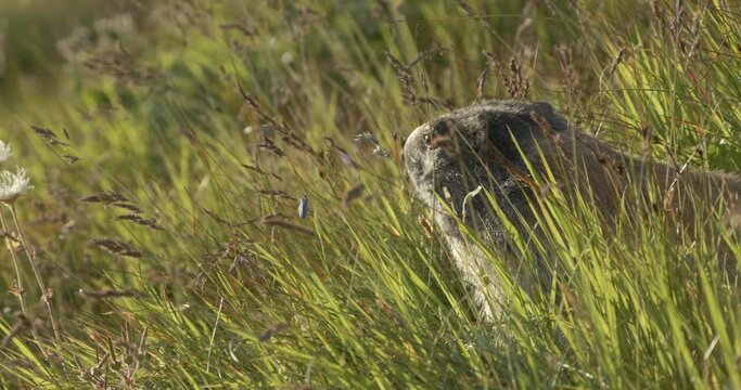 Alpine marmot turning head away from camera to look around