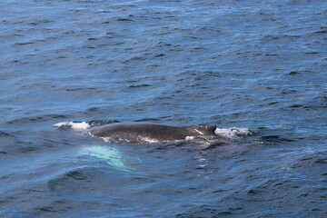 Obraz premium Whale Watching Tour around the city of Húsavík in northern Iceland, the whale capital of the world