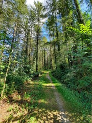 Fototapeta premium path in the forest