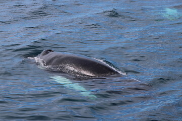 Fototapeta premium Whale Watching Tour around the city of Húsavík in northern Iceland, the whale capital of the world