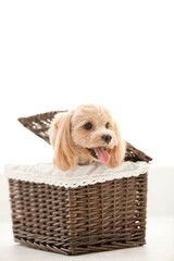 カゴに入ったマルプー