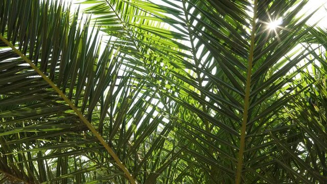Growing Palms In The Resorts Of Europe Asia.