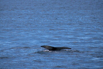 Fototapeta premium Whale Watching Tour around the city of Húsavík in northern Iceland, the whale capital of the world