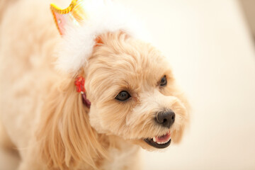 王冠のマルプー