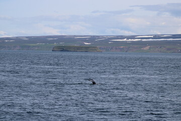 Obraz premium Whale Watching Tour around the city of Húsavík in northern Iceland, the whale capital of the world