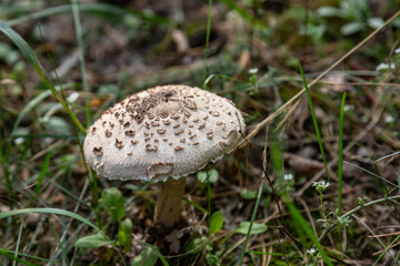 Parasol mushroom Macrolepiota procera close-up grows in the grass in the forest. Horizontal orientation. High quality photo