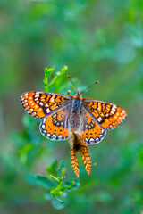 Fototapeta na wymiar Butterfly, Sierra de Guadarrama, Madrid, Spain, Europe