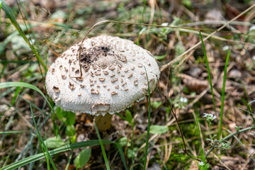 Parasol mushroom Macrolepiota procera close-up grows in the grass in the forest. Horizontal orientation. High quality photo