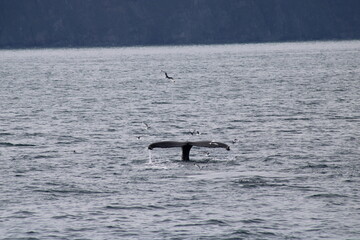 Fototapeta premium Whale Watching Tour around the city of Húsavík in northern Iceland, the whale capital of the world