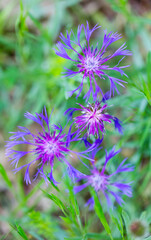 CENTAUREA (Centaurea triumfettii), Sierra de Guadarrama, Madrid, Spain, Europe