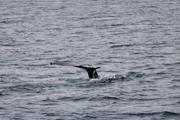 Whale Watching Tour around the city of Húsavík in northern Iceland, the whale capital of the world
