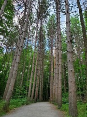 A group of trees line a hiking trail in Kaaterskills Falls NY