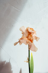 Beatiful macro photo of an iris flower nude beige yellow color shot on sunlight with white background
