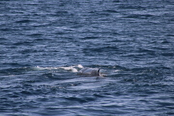 Naklejka premium Whale Watching Tour around the city of Húsavík in northern Iceland, the whale capital of the world